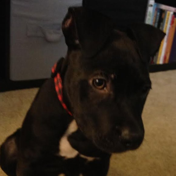 Meet your Posher, Doll - Picture 8 of 16